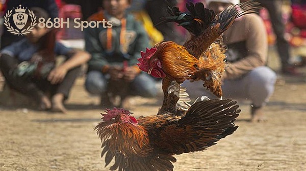 868H Sports - Nhà cái đá gà Online uy tín số 1 Việt Nam