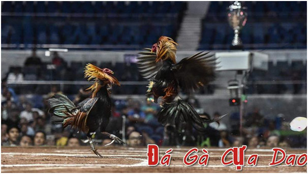 Trực tiếp đá gà cựa dao Philippines hôm nay 1
