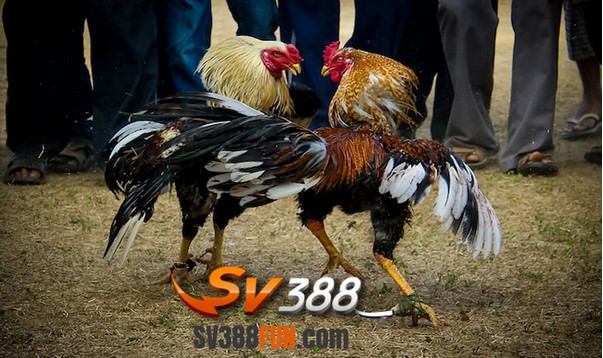 Giới thiệu SV388 Fun đại lý đá gà mạng SV388