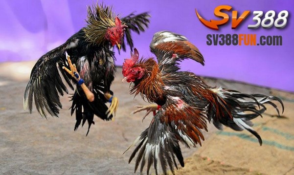 sv388-fun-dai-ly-da-ga-sv388-uy-tin-nhat-hien-nay